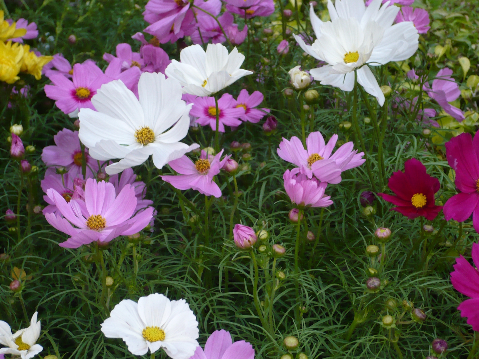 Cosmos bipinnatus